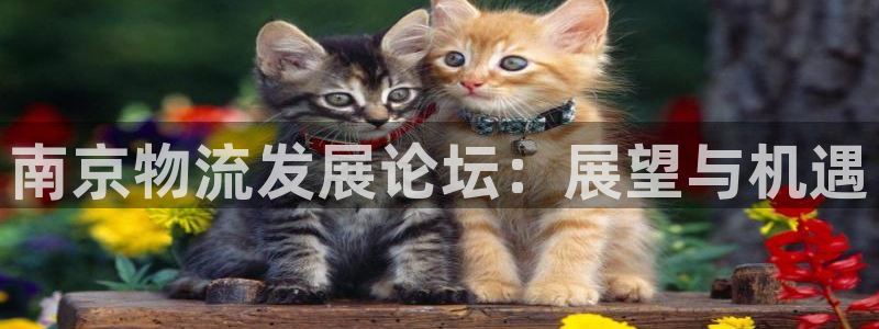 多多28那个才是充值账号
