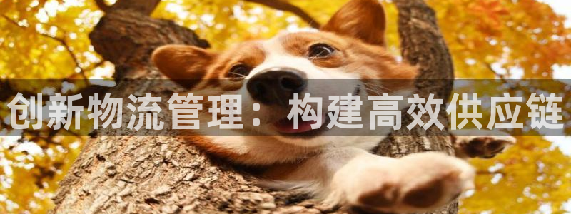 多多28链接多少：创新物流管理：构建
